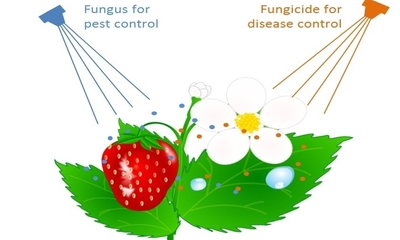 Insecticides