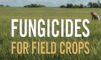 Insecticides